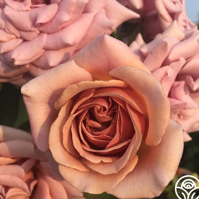 Desert Tones Bouquet Collection>Heirloom Roses Clearance