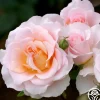 Desirée™>Heirloom Roses Best