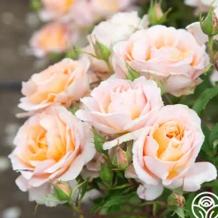 Desirée™>Heirloom Roses Best