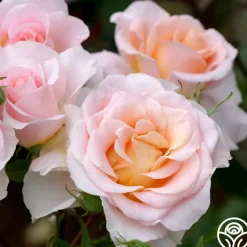 Desirée™><noscript><img width=
