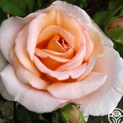 Desirée™><noscript><img width=