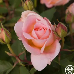 Desirée™><noscript><img width=