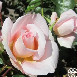 Desirée™><noscript><img width=