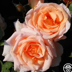 Desirée™><noscript><img width=