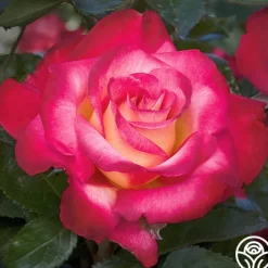 Dick Clark>Heirloom Roses Sale