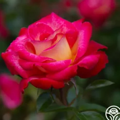 Dick Clark>Heirloom Roses Sale