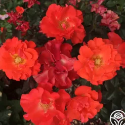 Disco Dancer®>Heirloom Roses