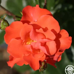 Disco Dancer®>Heirloom Roses