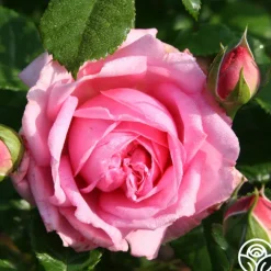 Discovery™>Heirloom Roses Hot