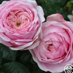 Discovery™><noscript><img width=