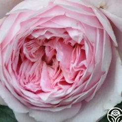 Discovery™><noscript><img width=