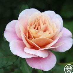 Distant Drums>Heirloom Roses Outlet