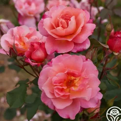 Distant Thunder™>Heirloom Roses