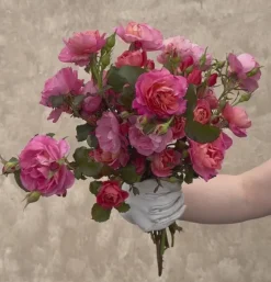 Distant Thunder™>Heirloom Roses