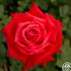 Dolly Parton>Heirloom Roses Hot