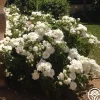 Dominique Loiseau ®>Heirloom Roses Outlet