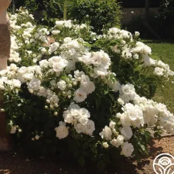 Dominique Loiseau ®>Heirloom Roses Outlet