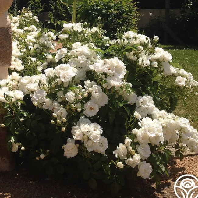 Dominique Loiseau ®>Heirloom Roses Outlet
