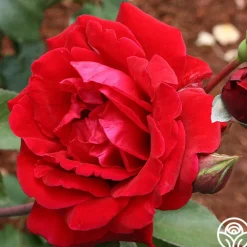 Don Juan>Heirloom Roses Online