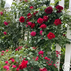 Don Juan>Heirloom Roses Online