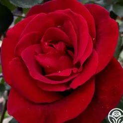 Don Juan><noscript><img width=