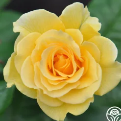Doris Day®>Heirloom Roses Best