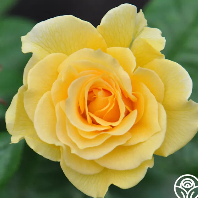 Doris Day®>Heirloom Roses Best