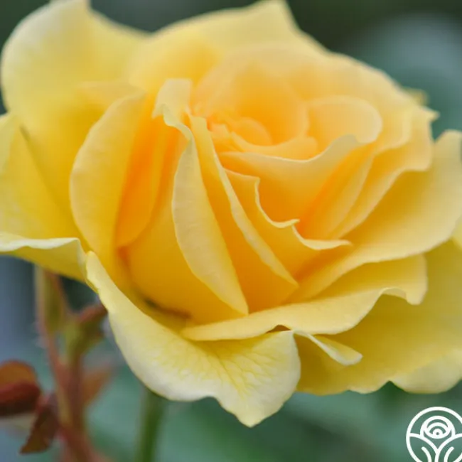 Doris Day®>Heirloom Roses Best