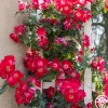 Dortmund®>Heirloom Roses Sale