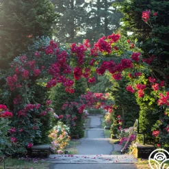 Dortmund®>Heirloom Roses Sale