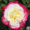 Double Delight®>Heirloom Roses Outlet
