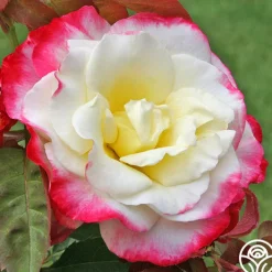 Double Delight®>Heirloom Roses Outlet