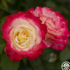 Double Delight®><noscript><img width=