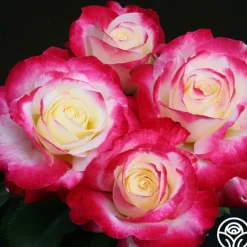 Double Delight®><noscript><img width=