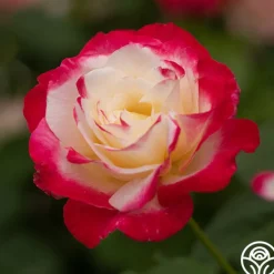 Double Delight®><noscript><img width=