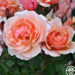 Douglas Gandy™>Heirloom Roses Hot