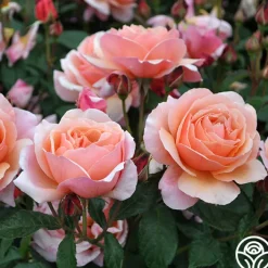 Douglas Gandy™>Heirloom Roses Hot