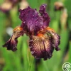 Drama Queen>Heirloom Roses Discount