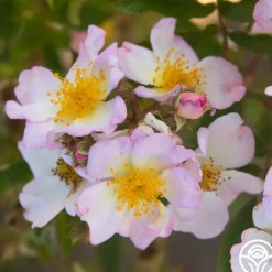 Dreaming™>Heirloom Roses New