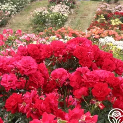 Drop Dead Red™>Heirloom Roses Sale