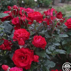 Drop Dead Red™><noscript><img width=