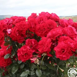 Drop Dead Red™><noscript><img width=