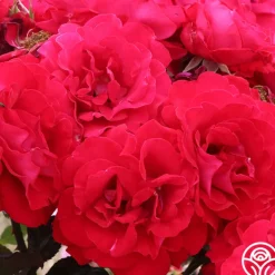 Drop Dead Red™><noscript><img width=