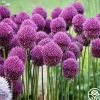 Drumstick Allium>Heirloom Roses Online