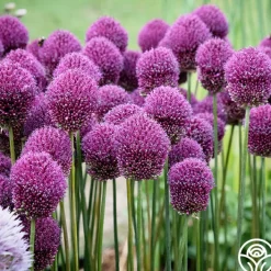 Drumstick Allium>Heirloom Roses Online