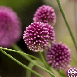 Drumstick Allium>Heirloom Roses Online