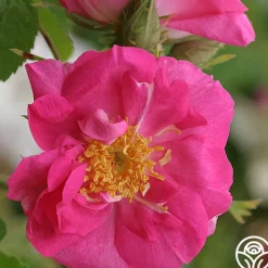 Duchess Of Portland>Heirloom Roses Hot