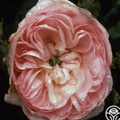 Duchesse de Montebello>Heirloom Roses Sale