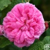 Duchesse de Rohan>Heirloom Roses Sale