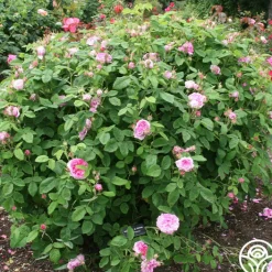 Duchesse de Rohan>Heirloom Roses Sale